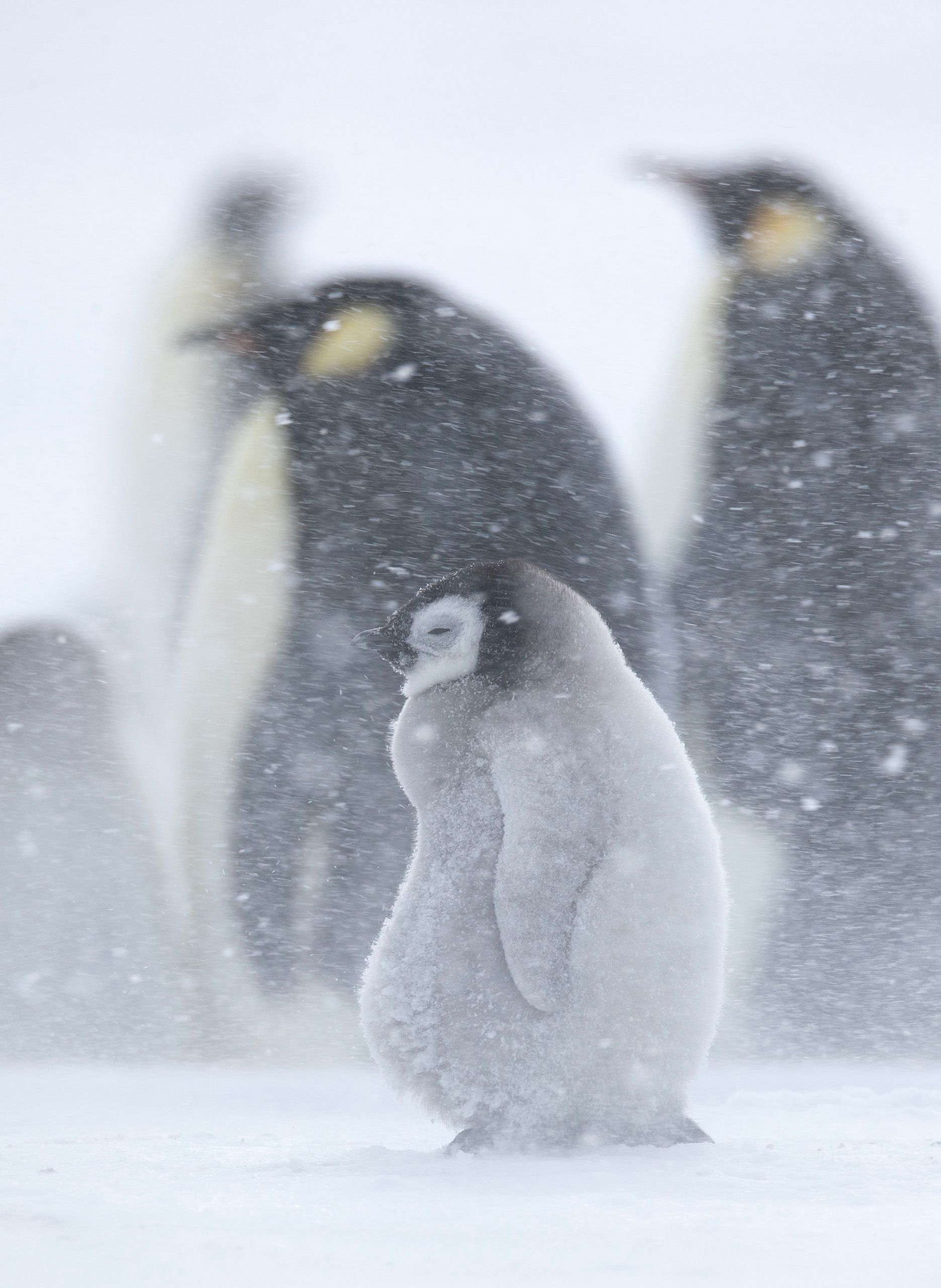 Emperor Penguins (Aptenodytes Forster)