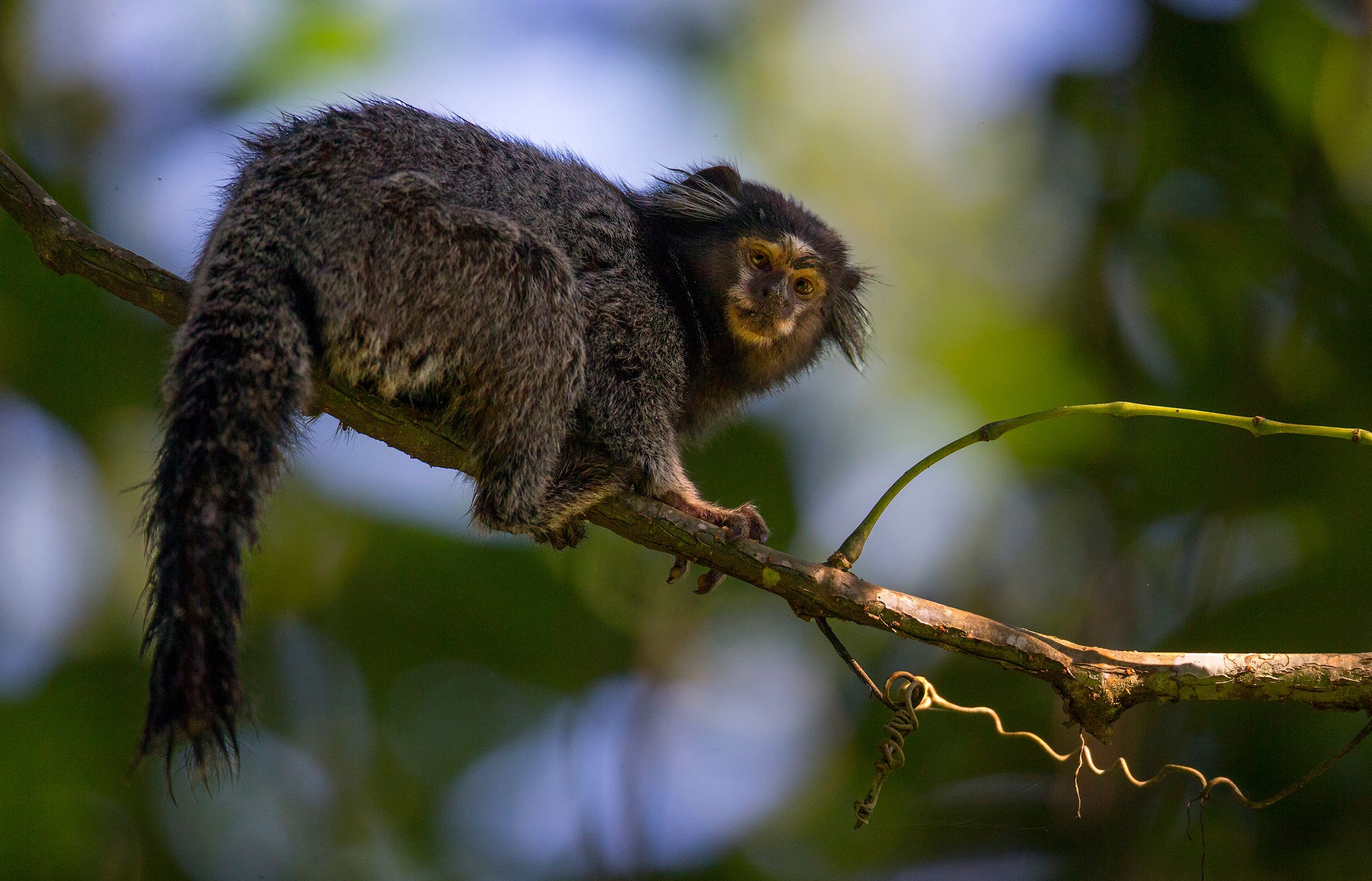 Marmoset
