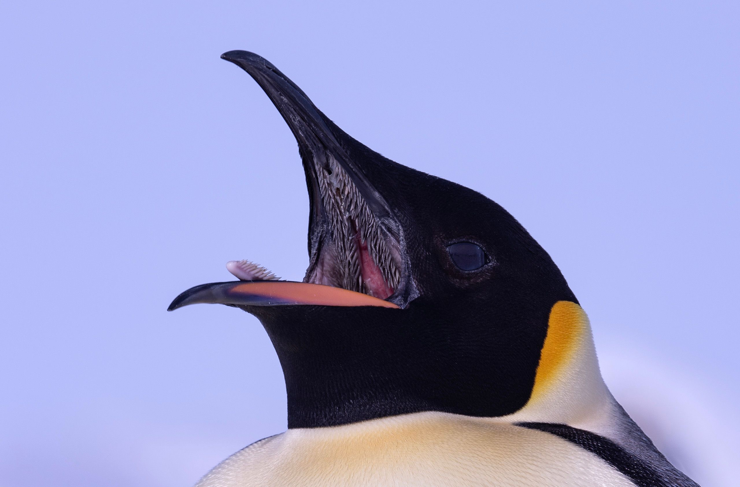 The Astonishing Mouth Differences Between Leatherbacks & Penguins! - 2uq2opn
