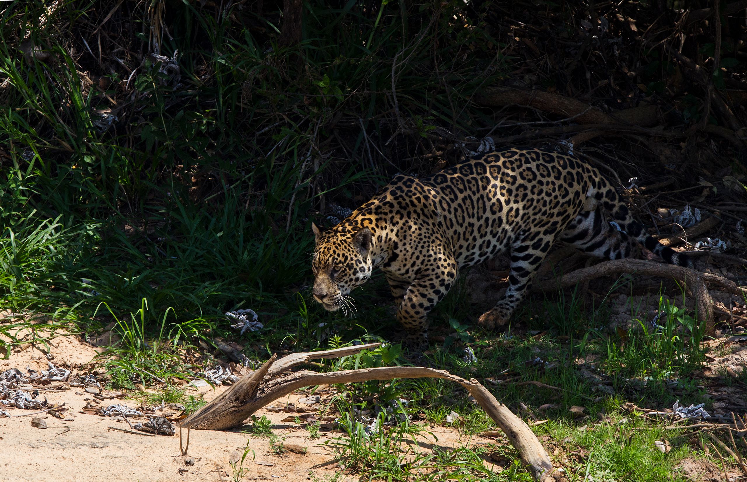 Jaguar Stalking