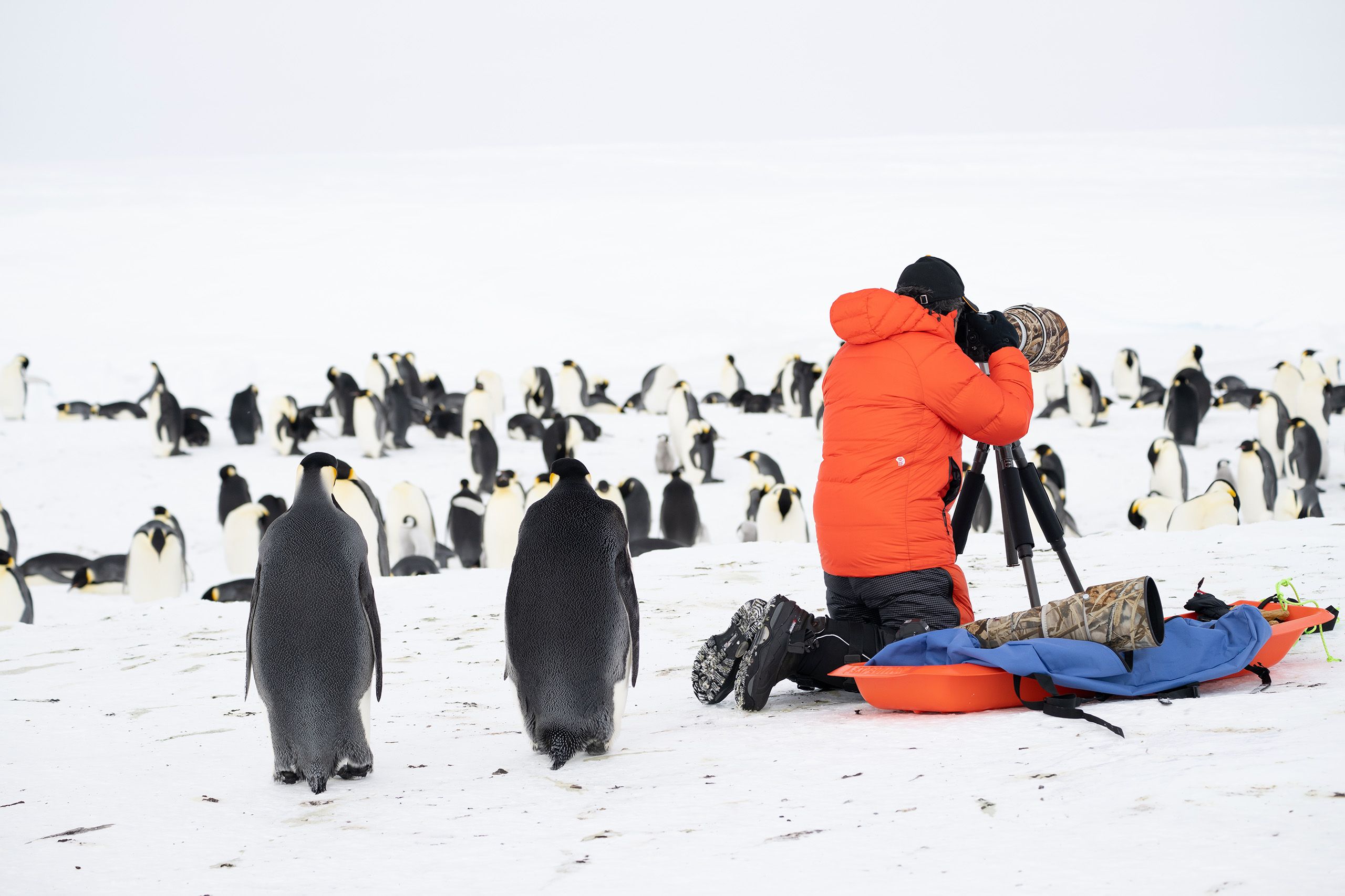 AMONG EMPERORS, Gould Bay, Antarctica