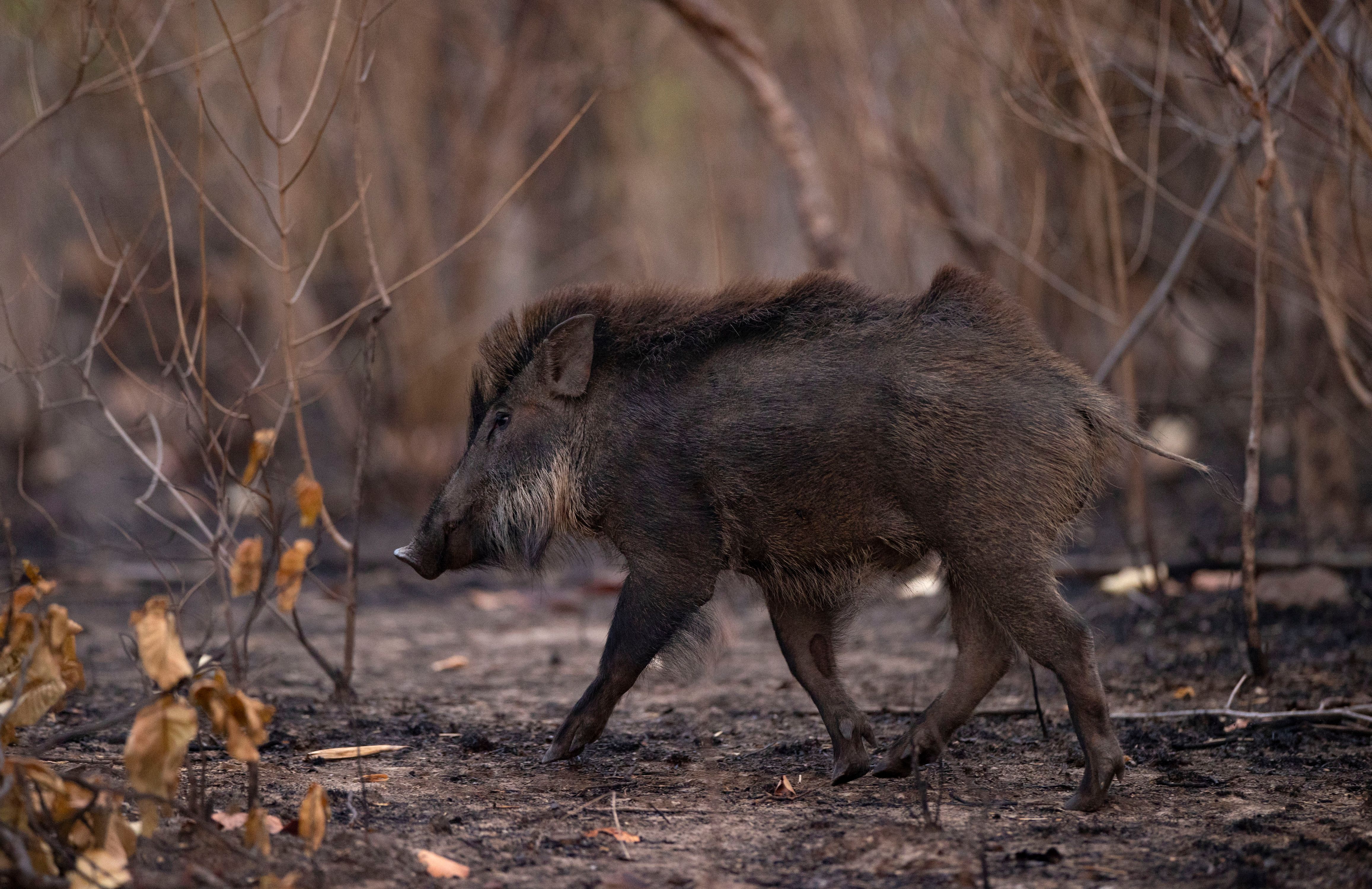 Indian Boar (Sus scrofa cristatus). INDIAN BOAR
