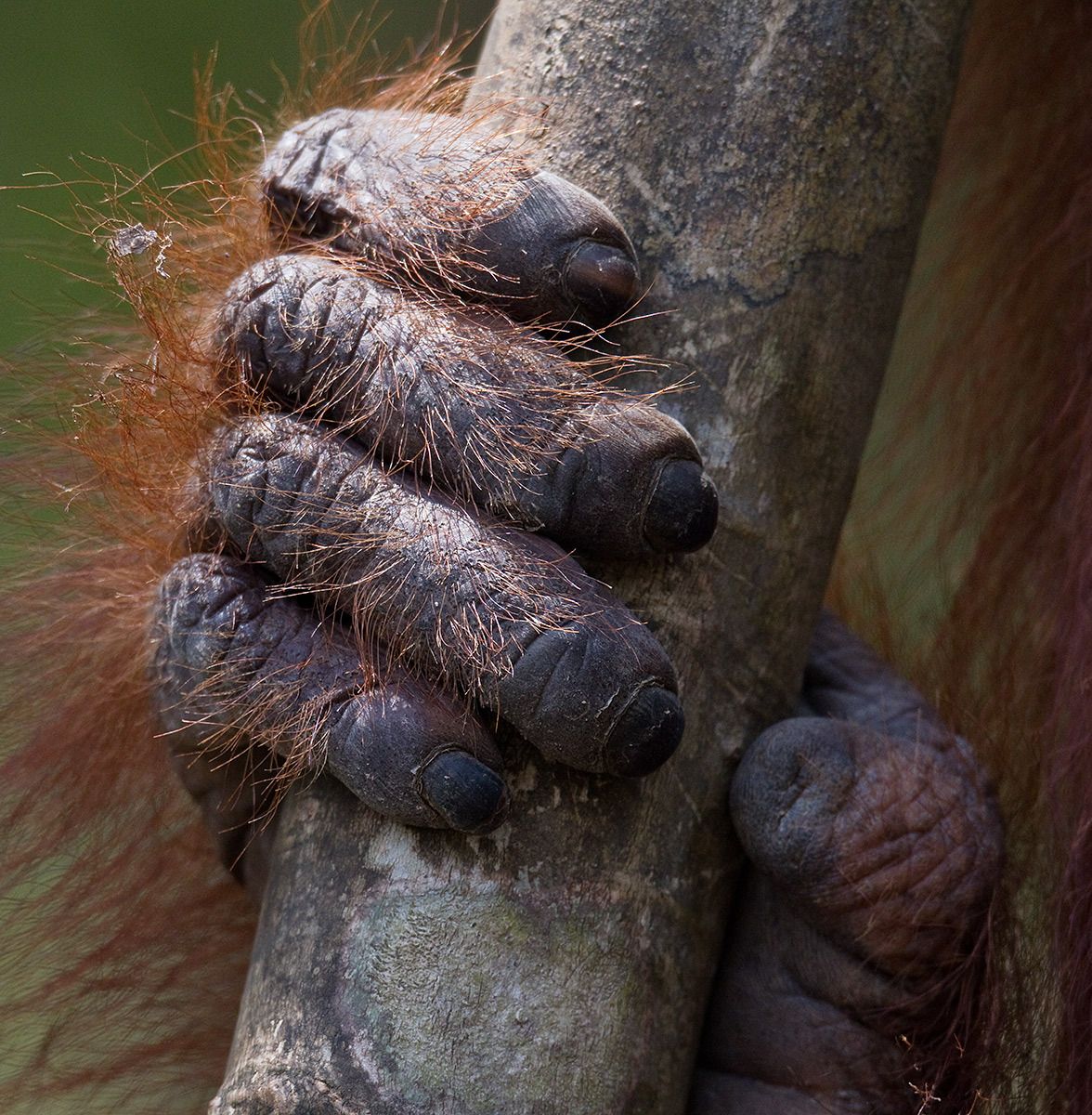 1orangutan_hand