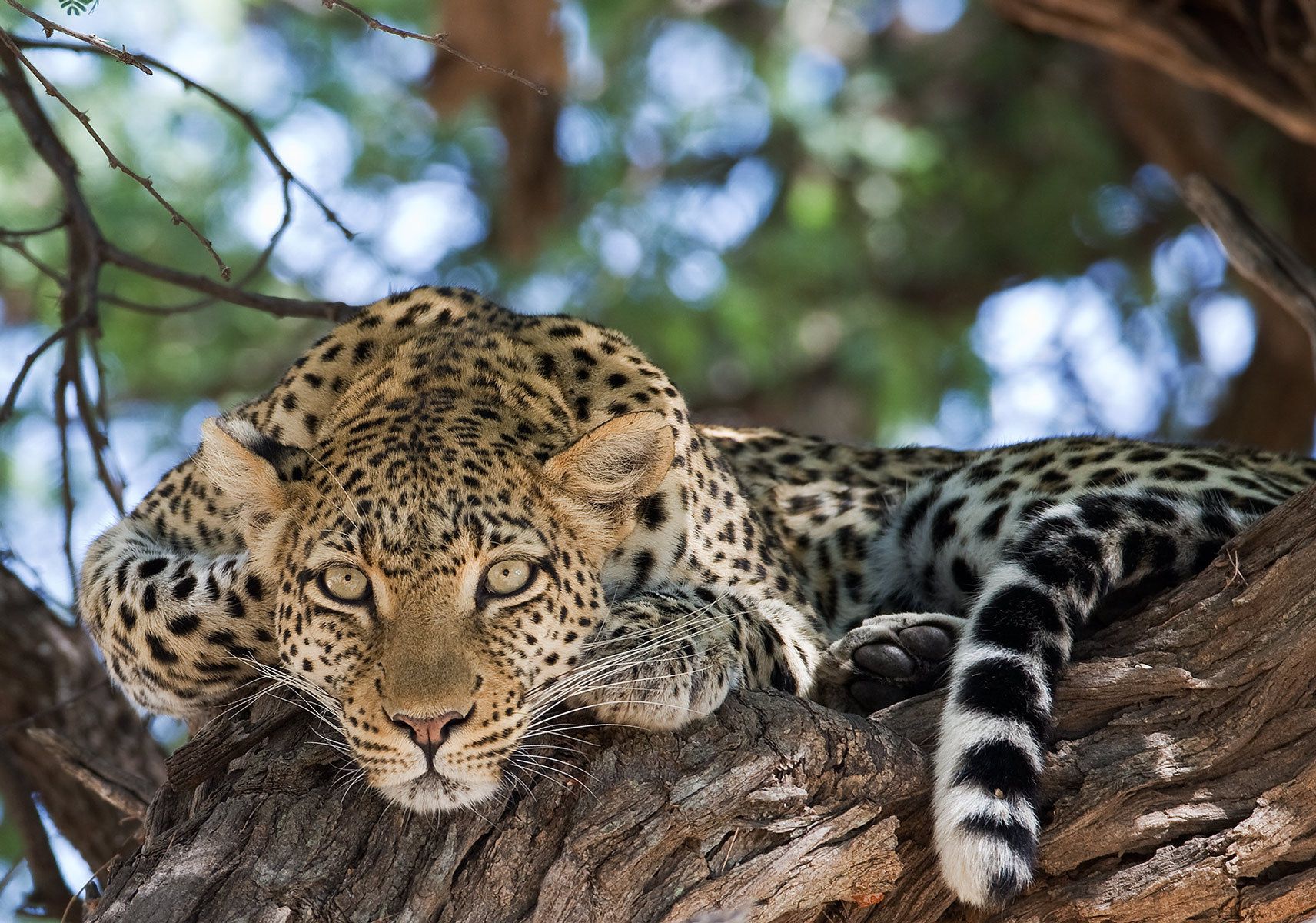 The look of the leopard