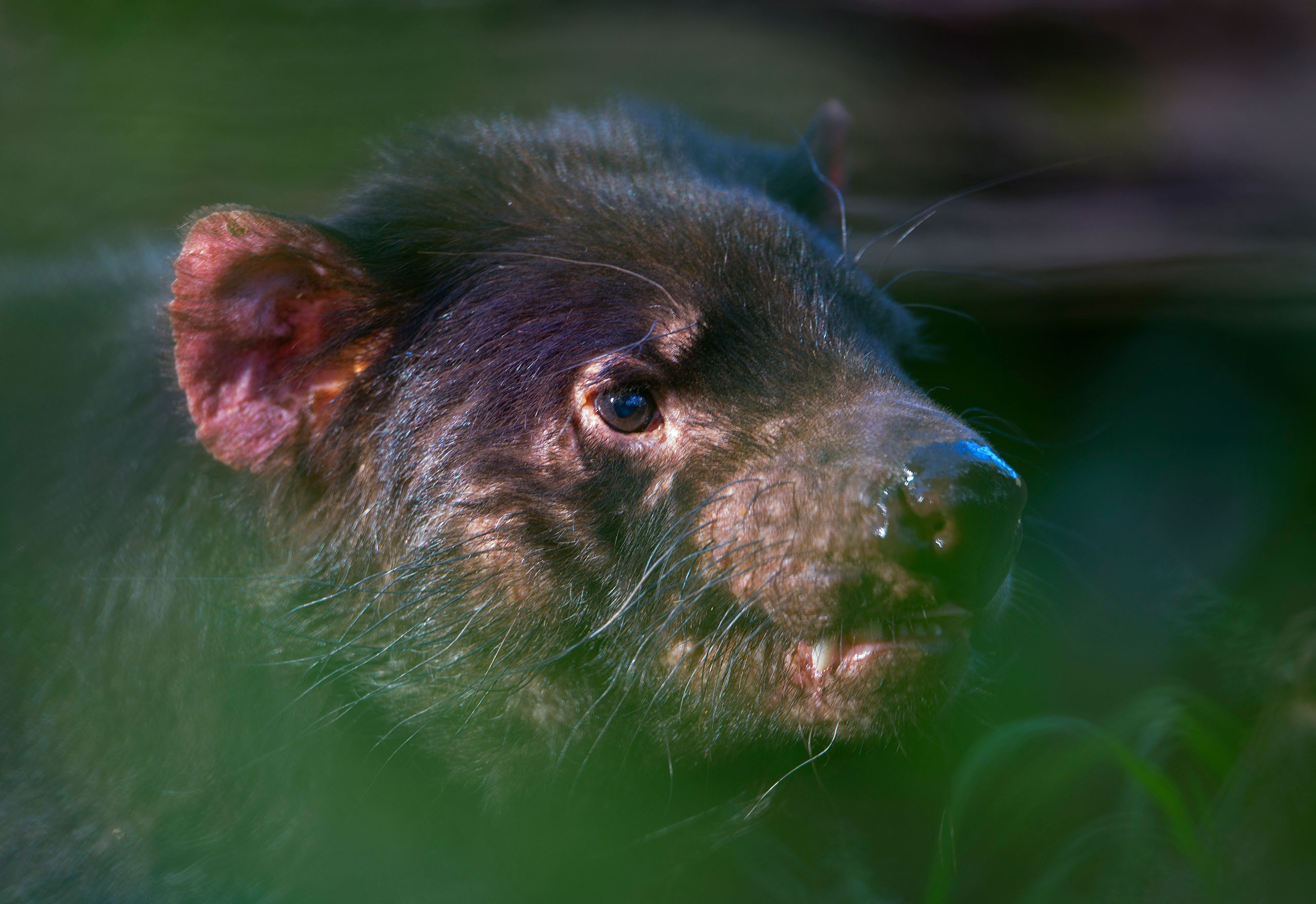 Tasmanian Devil