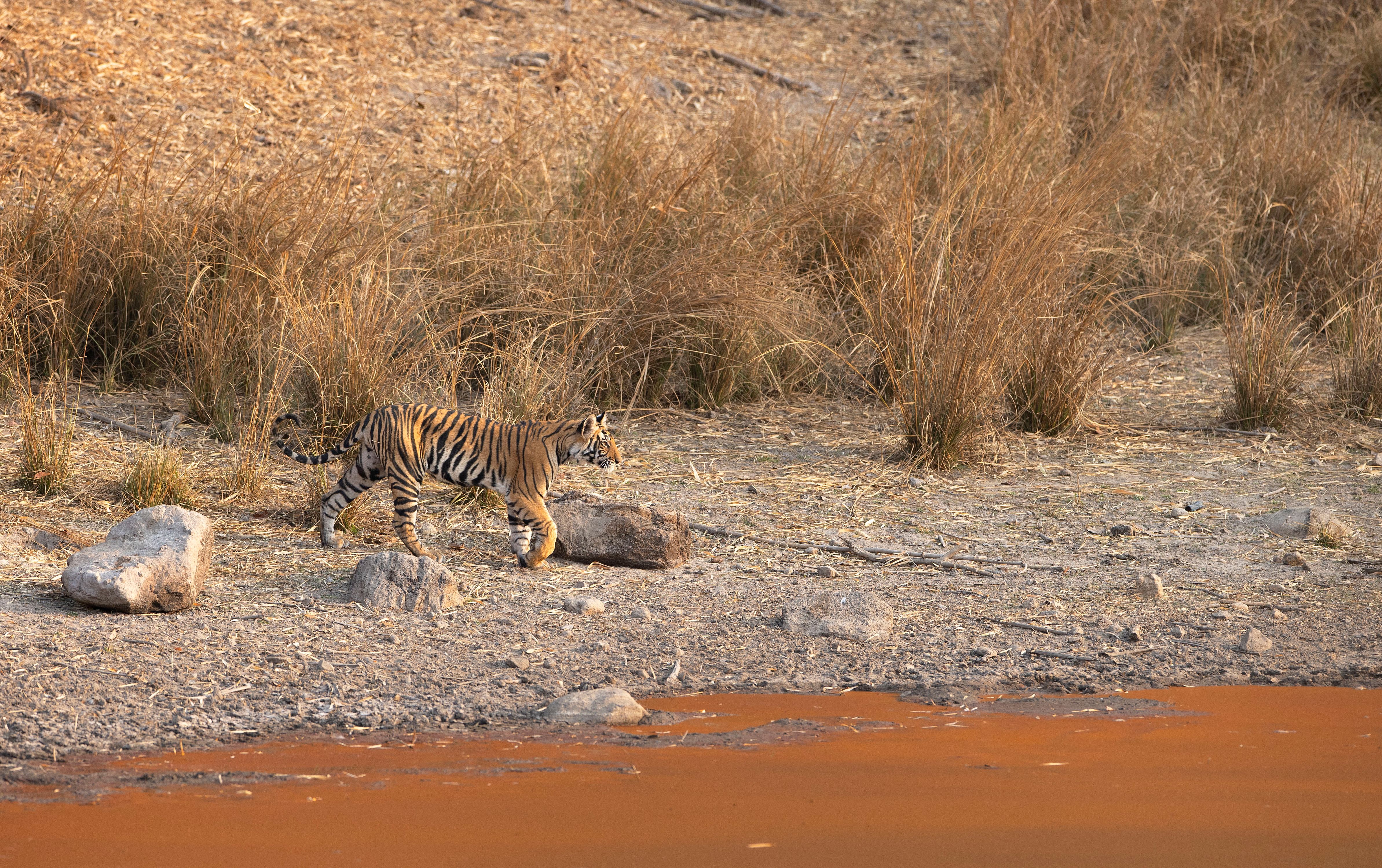 Bengal tiger (Panthera tigris). Bandhavgarh National Park, INDIA BENGAL TIGER - 18 month old cub