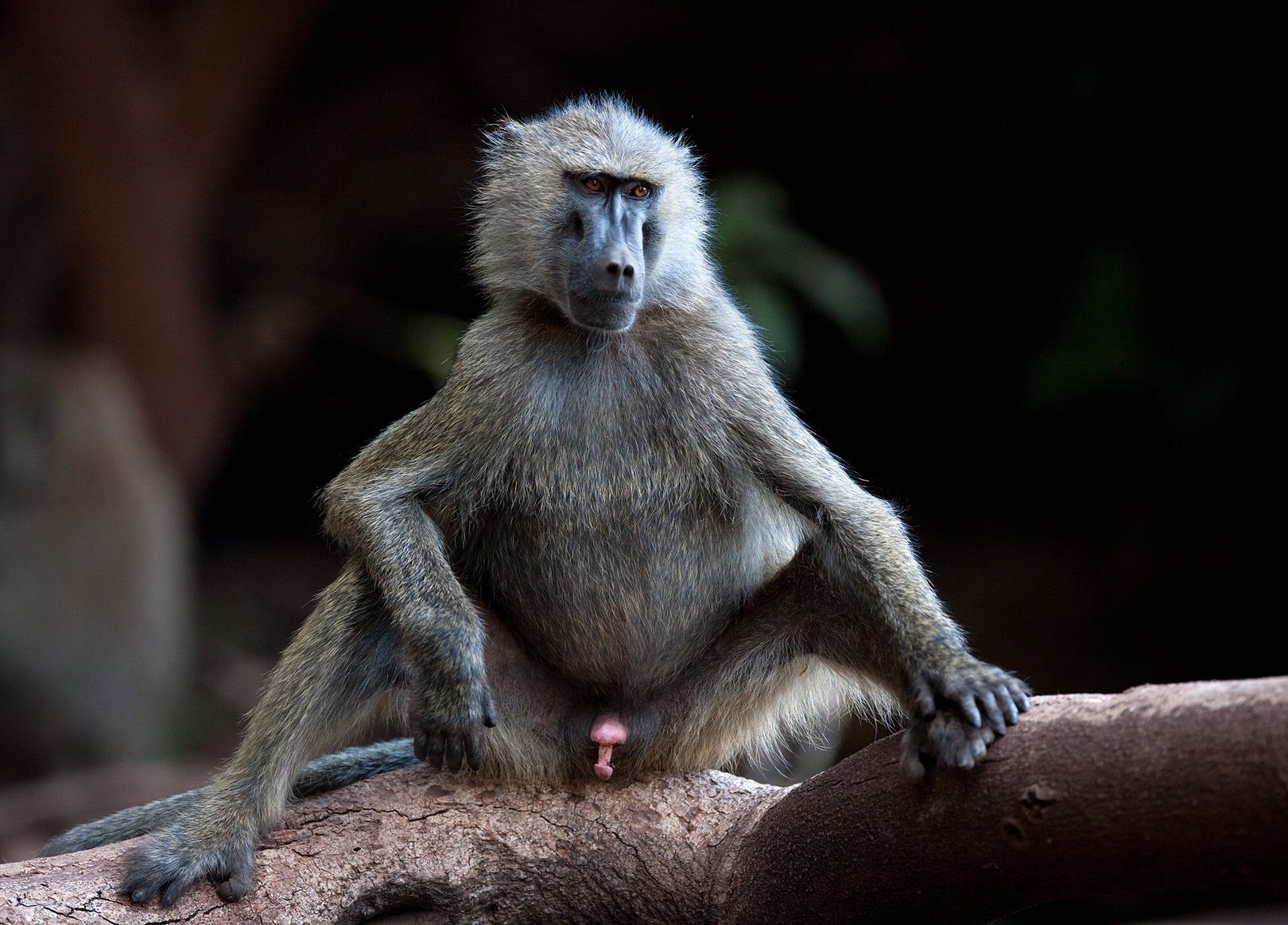 The olive baboon (Papio anubis), also called the Anubis baboon Olive Baboon