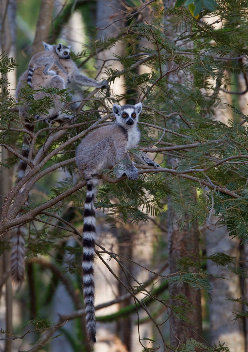 1ringtails_in_tree