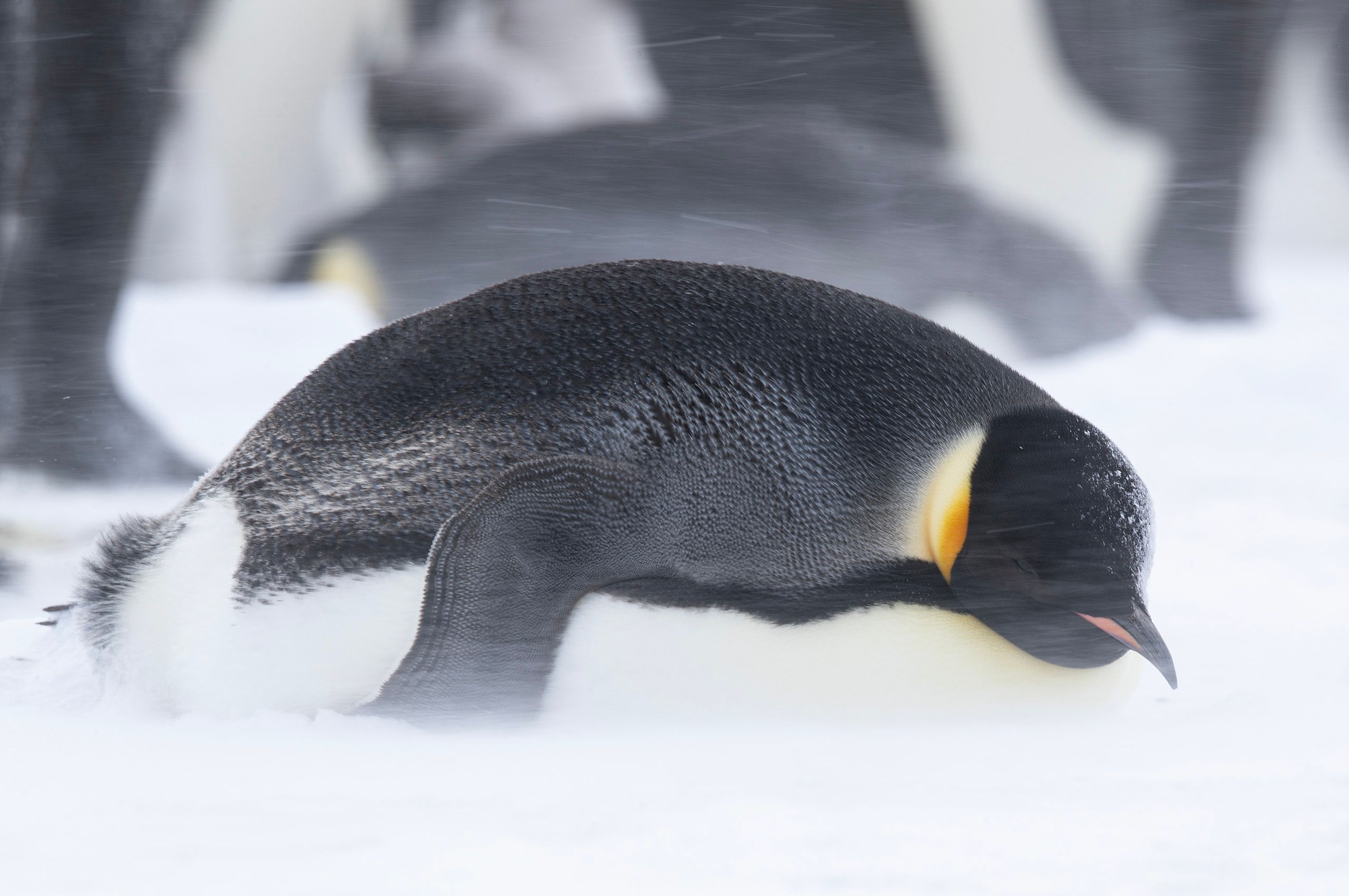 Emperor Penguins (Aptenodytes Forster)