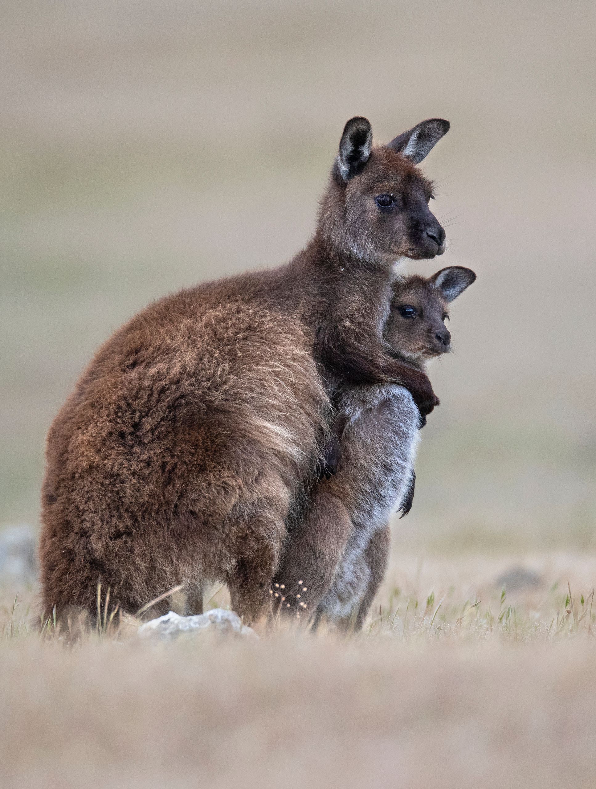 Red Kangaroo