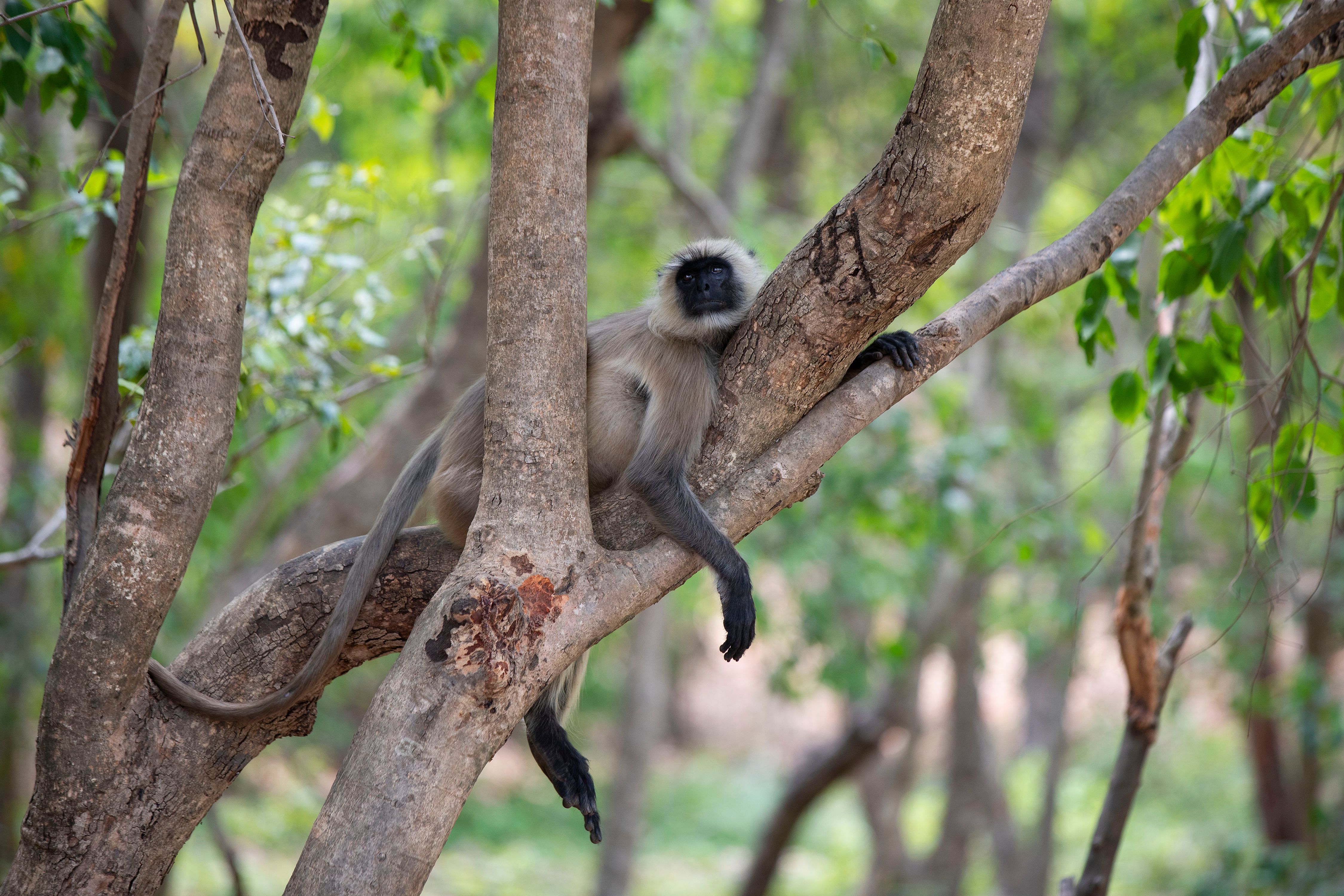 Gray Langurs (Semnopithecus entellus).  Bandhavgarh National Park, INDIA GRAY LANGURS - Adult Male