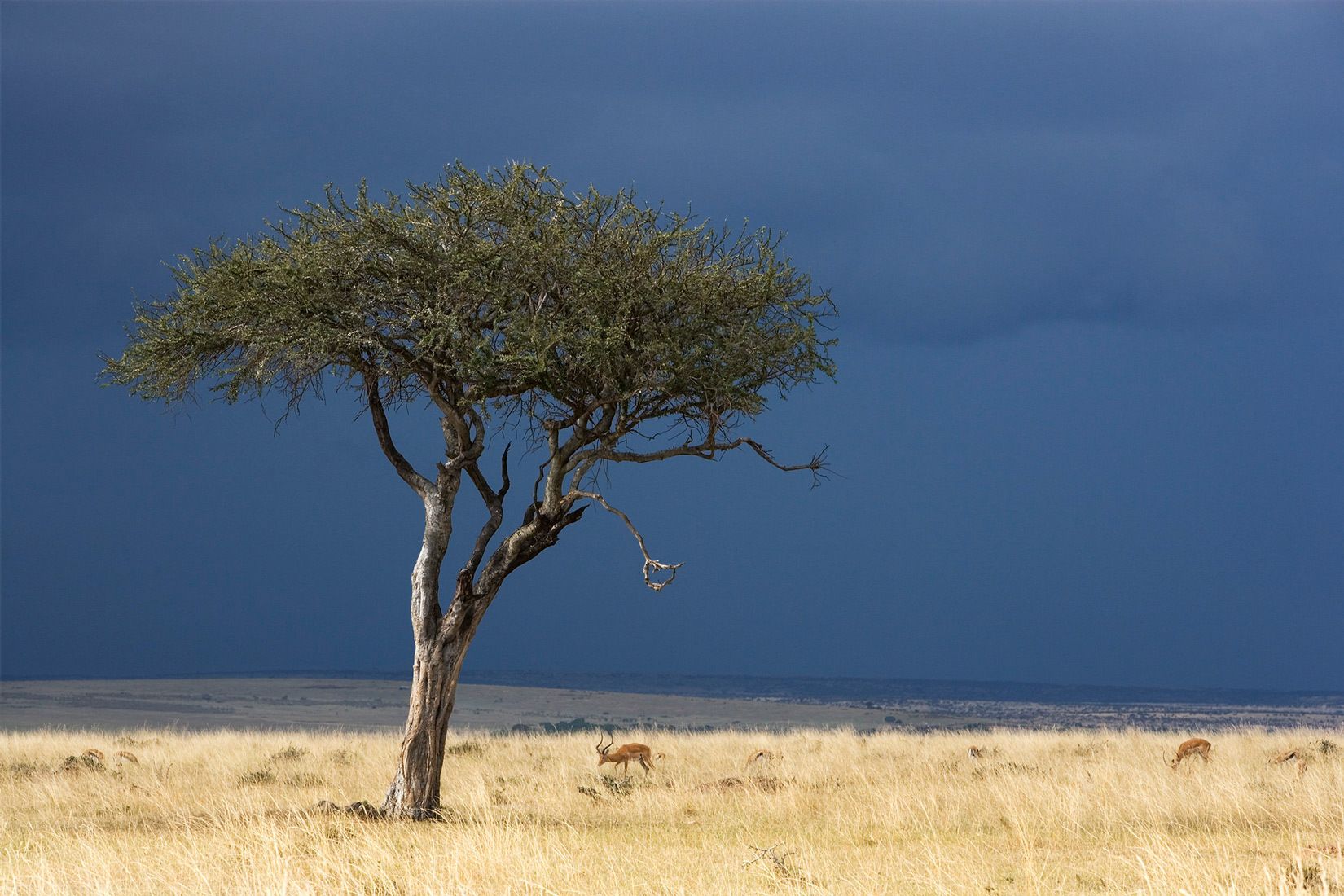 Approaching Storm - Maasai Mara. Kenya