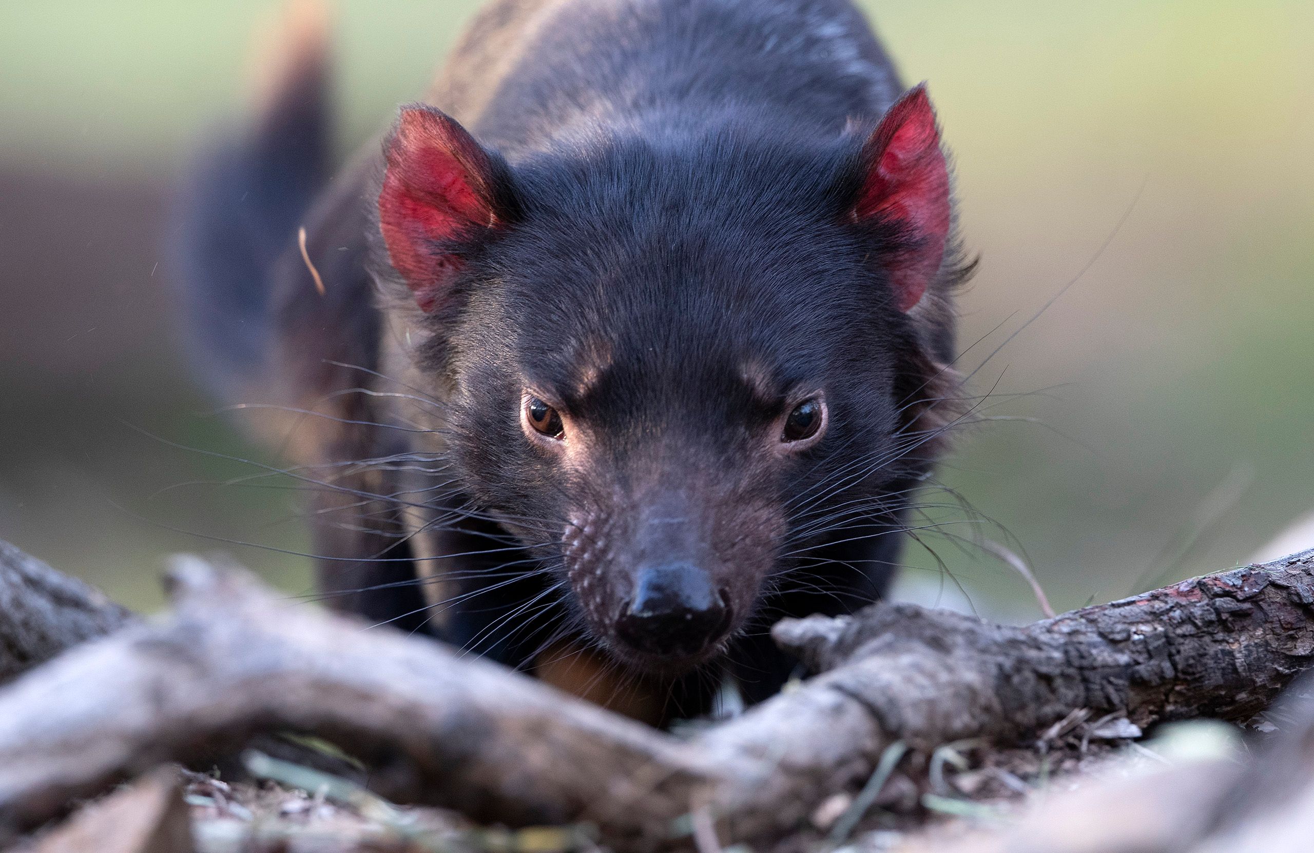 Tasmanian Devil