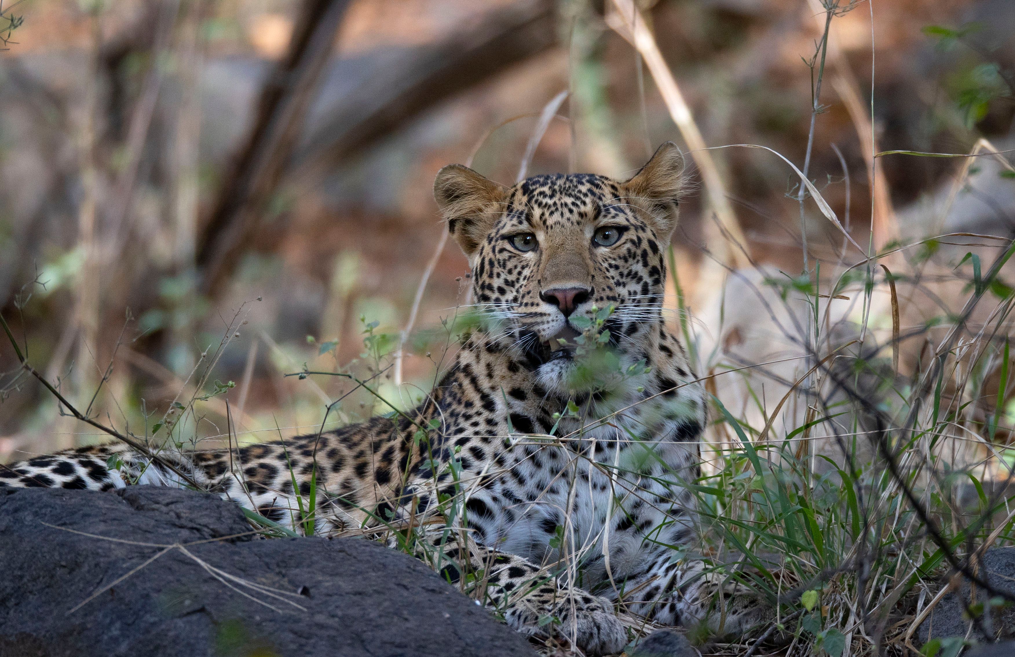 Indian Leopard (Panthera pardus fusca). Ranthambore National Park, INDIA.  INDIAN LEOPARD