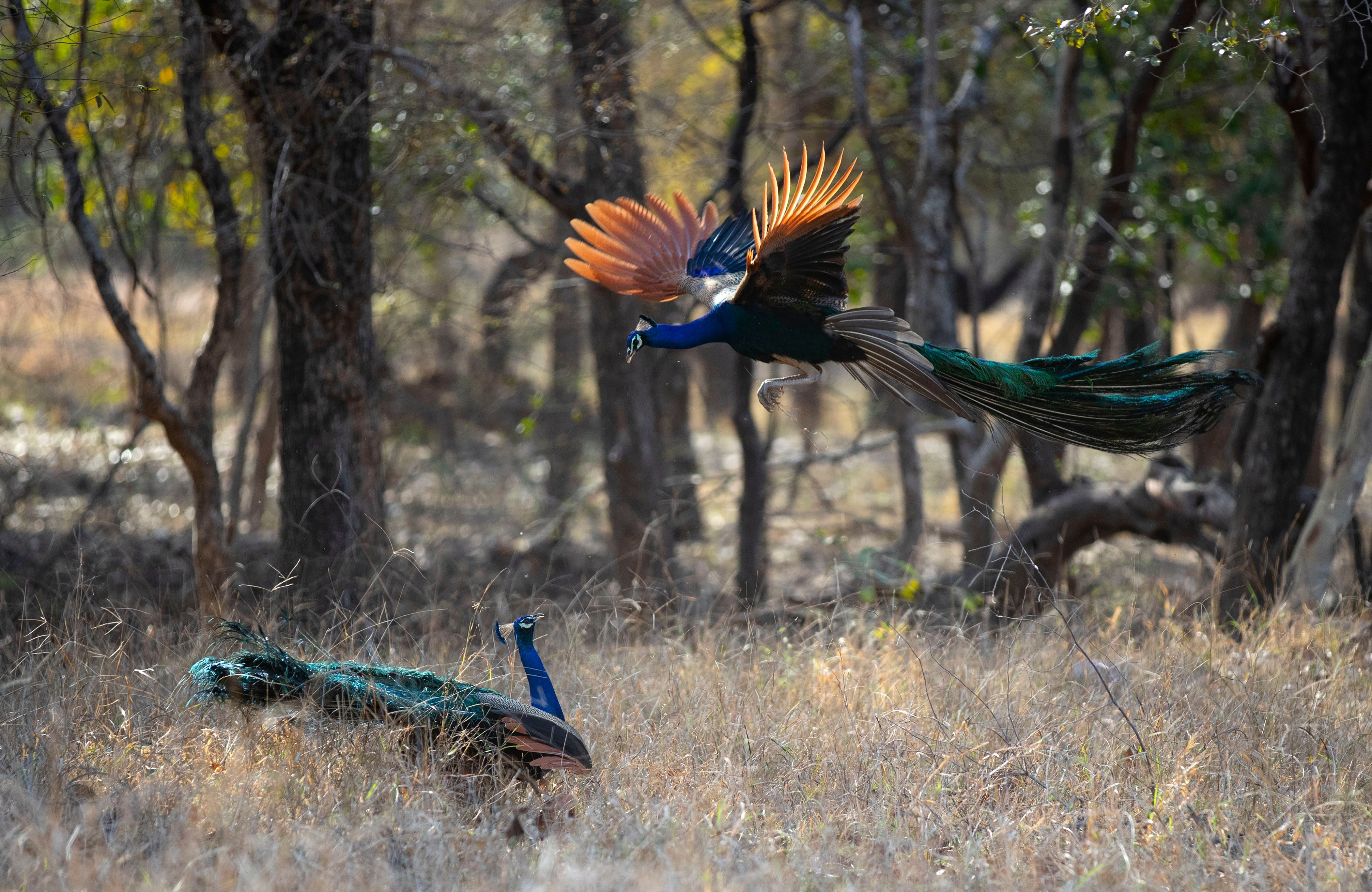 Male peacocks fighting in territorial  dispute. Bandhavgarh National Park, INDIA PEACOCKS, Territorial dispute