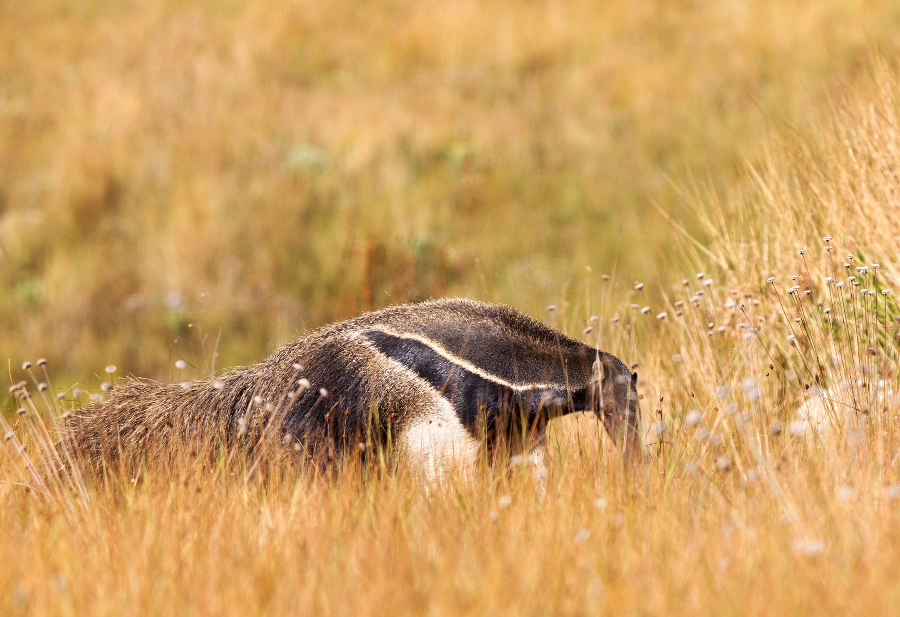 Giant Anteater