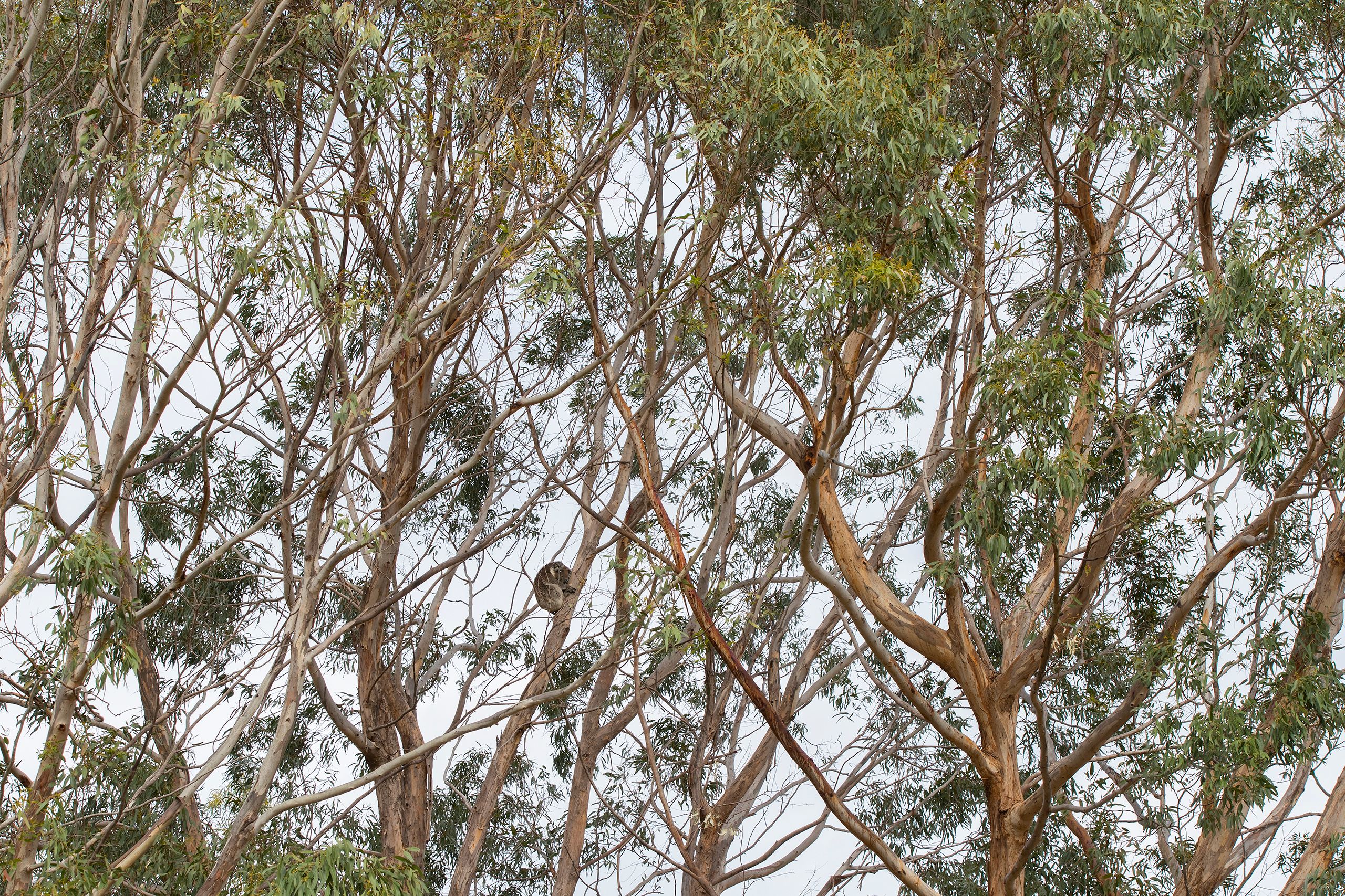 Koala in Eucalyptus Trees. 