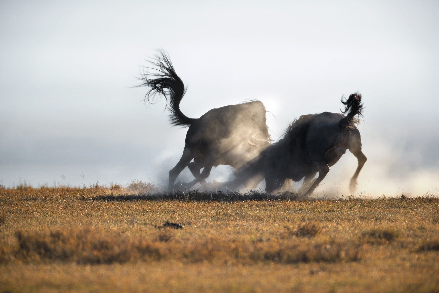 The blue wildebeest (Connochaetes taurinus), also called the common wildebeest, white-bearded gnu or brindled gnu, Wildebeest Territorial Dispute - Ngorongoro Crater. Tanzania.