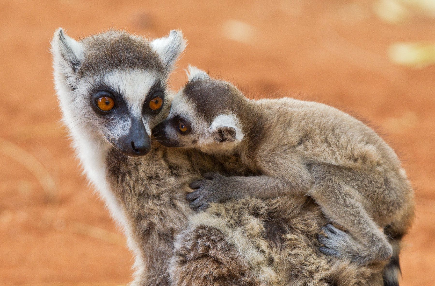 1mother_and_baby_ringtail