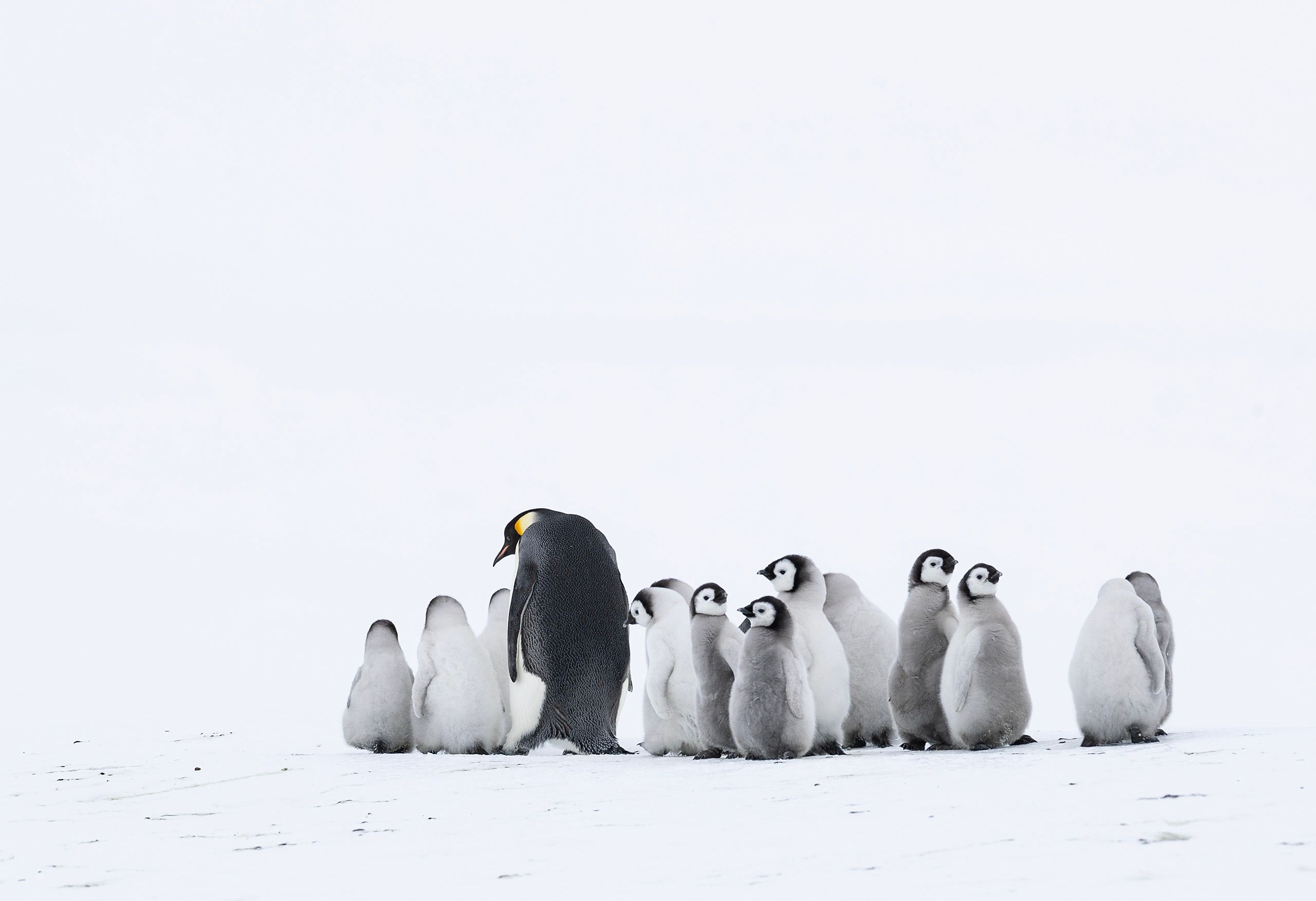 Emperor Penguins (Aptenodytes Forster)