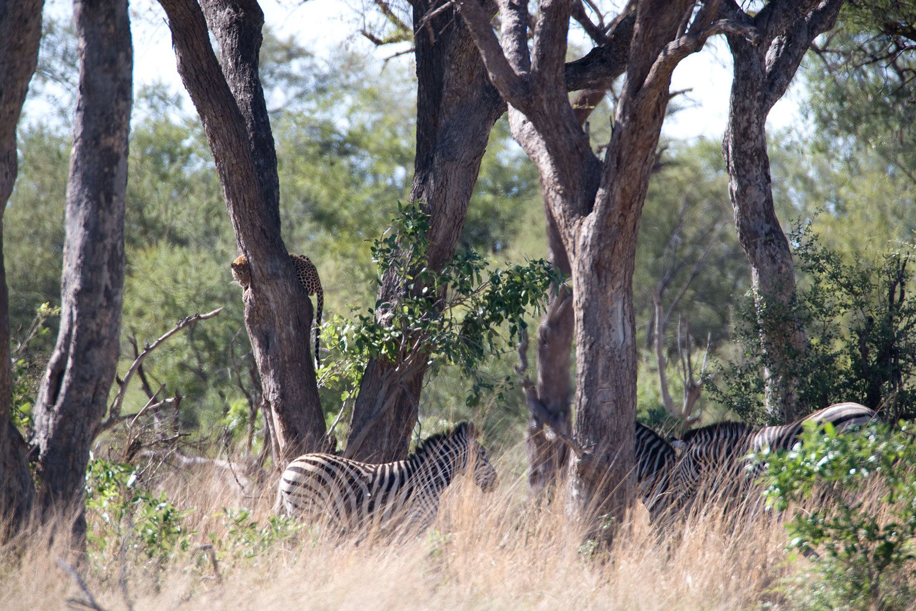 Adult leopard observing a herd of zebras. The zebras were not aware of the leopard just few feet above. Adult zebras are rarely hunted by leopards since they are too big and heavy for a leopard to take down.  Leopard and Zebras
