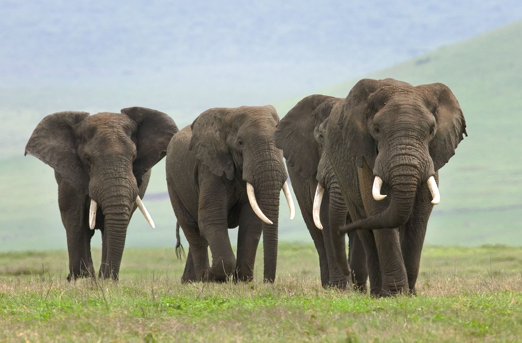 African Elephant (Loxodonta africana). Ngorongoro crater. Tanzania. African Elephant Bulls