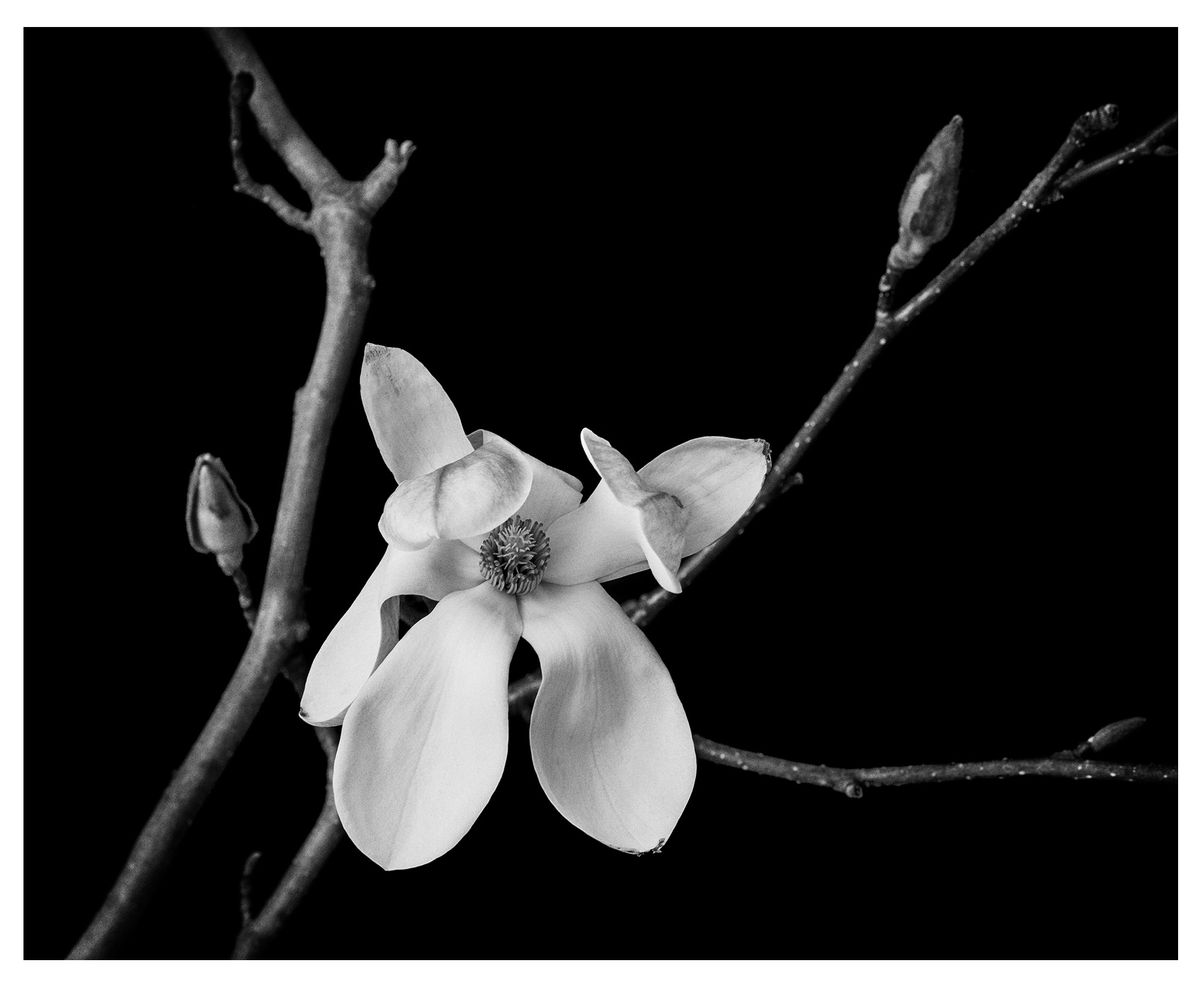 Screenshot 2025-02-27 at 11.16.35 AM.jpeg