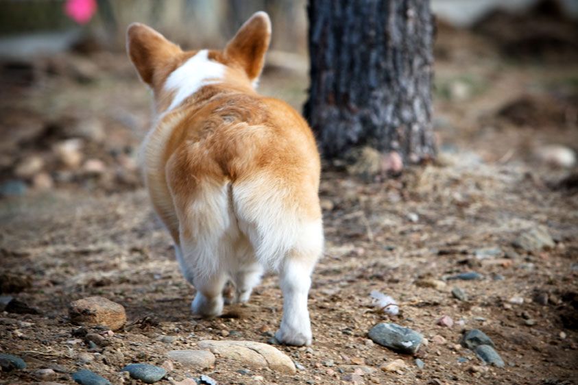 11-corgi_butt_2.jpg