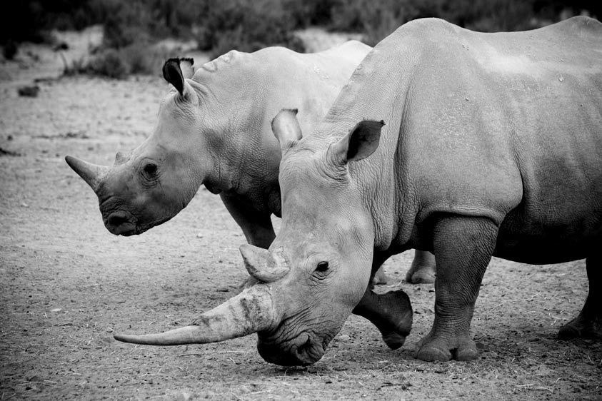 1White_Rhinos_1.jpg