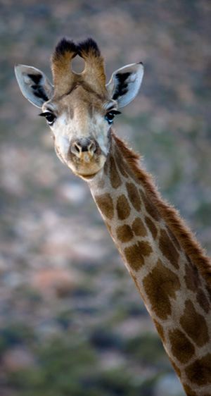 1Giraffe_2.jpg