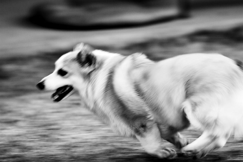 11-Corgi_running.jpg