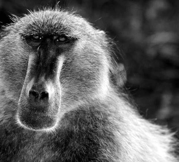 1Baboon_1.jpg