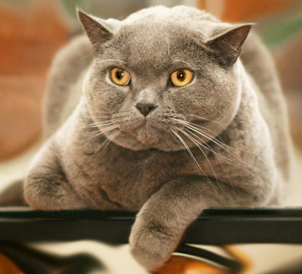 1Russian_blue_cat_1.jpg
