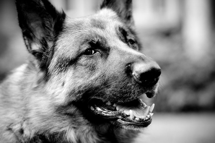 11-German_Shepard_1.jpg