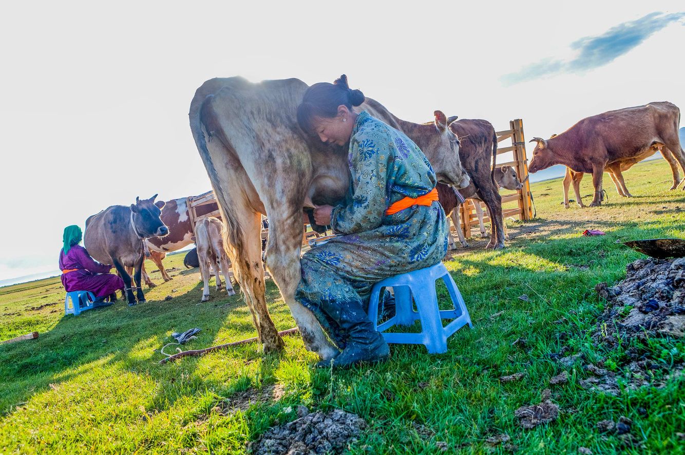 Milking of Cow