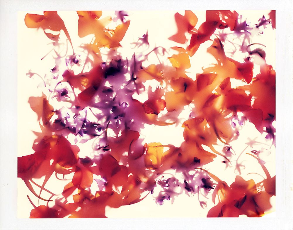 1edible_flowers_ii