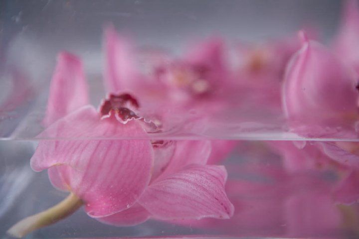 1orchidwater