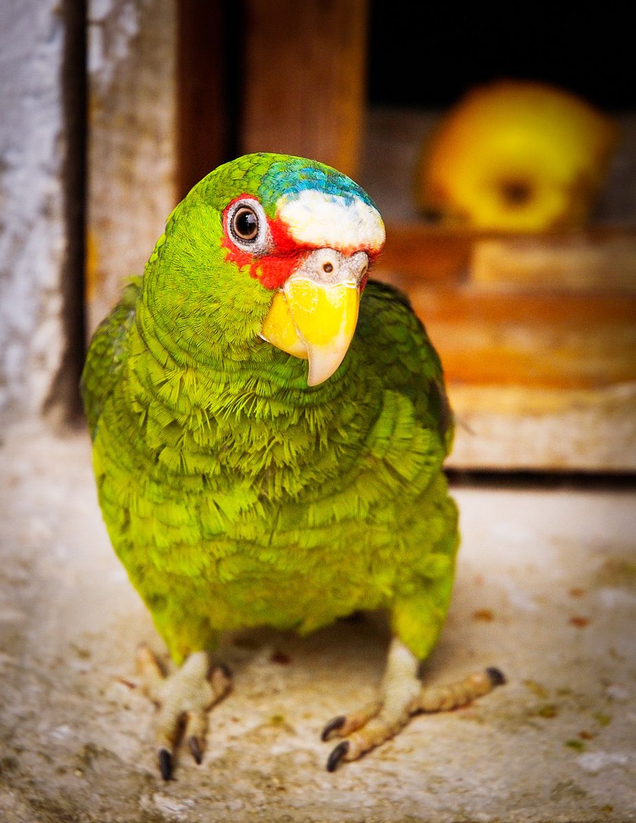 1pablo_printed_72606