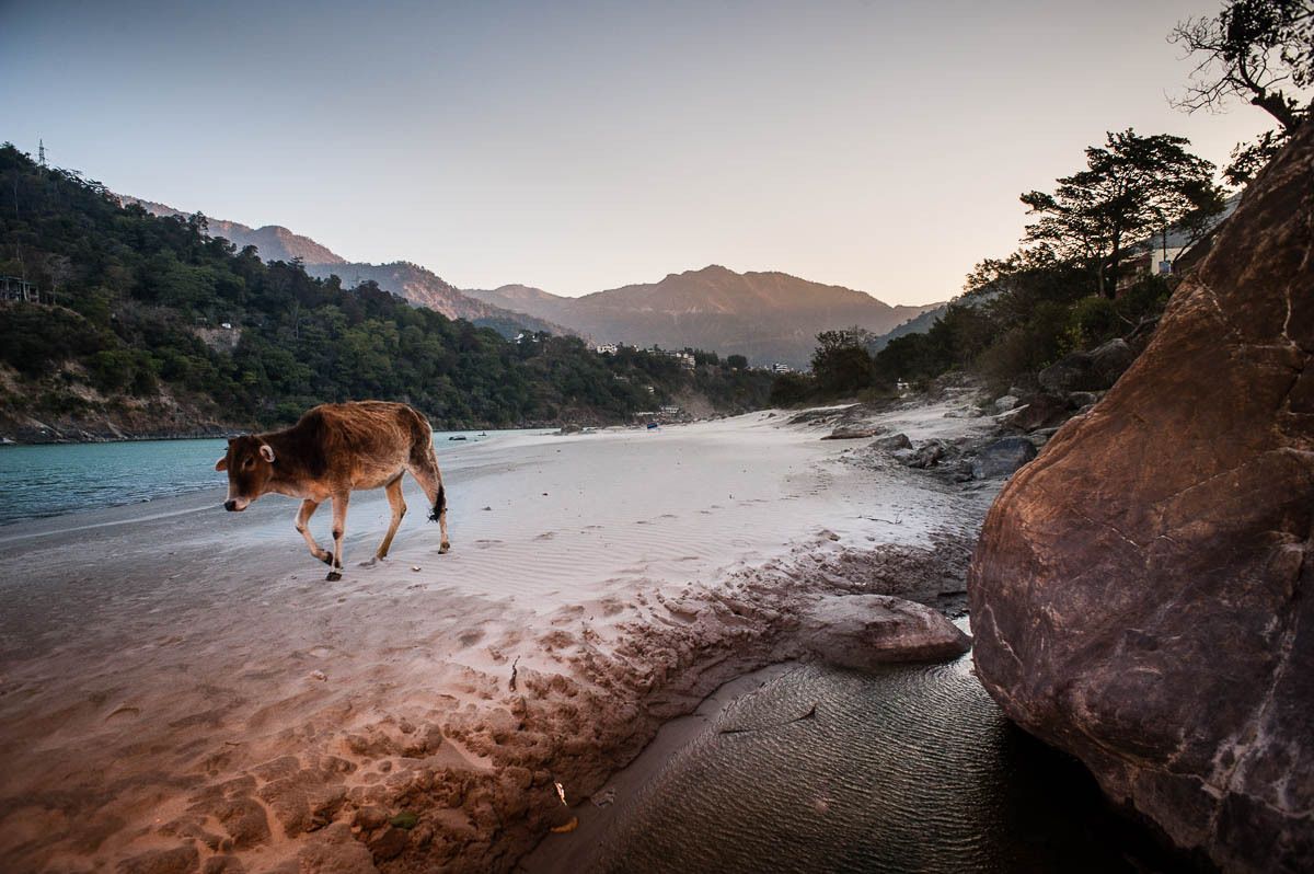 1cow_on_bank_of_ganges_rishikesh_india