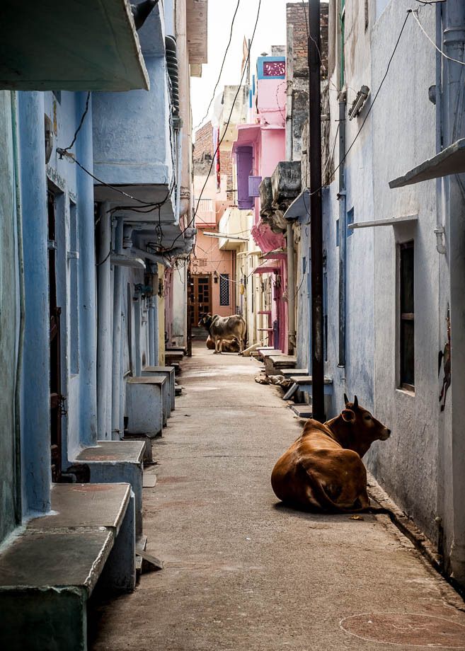 1cow_lying_down_in_street_udaipur_india