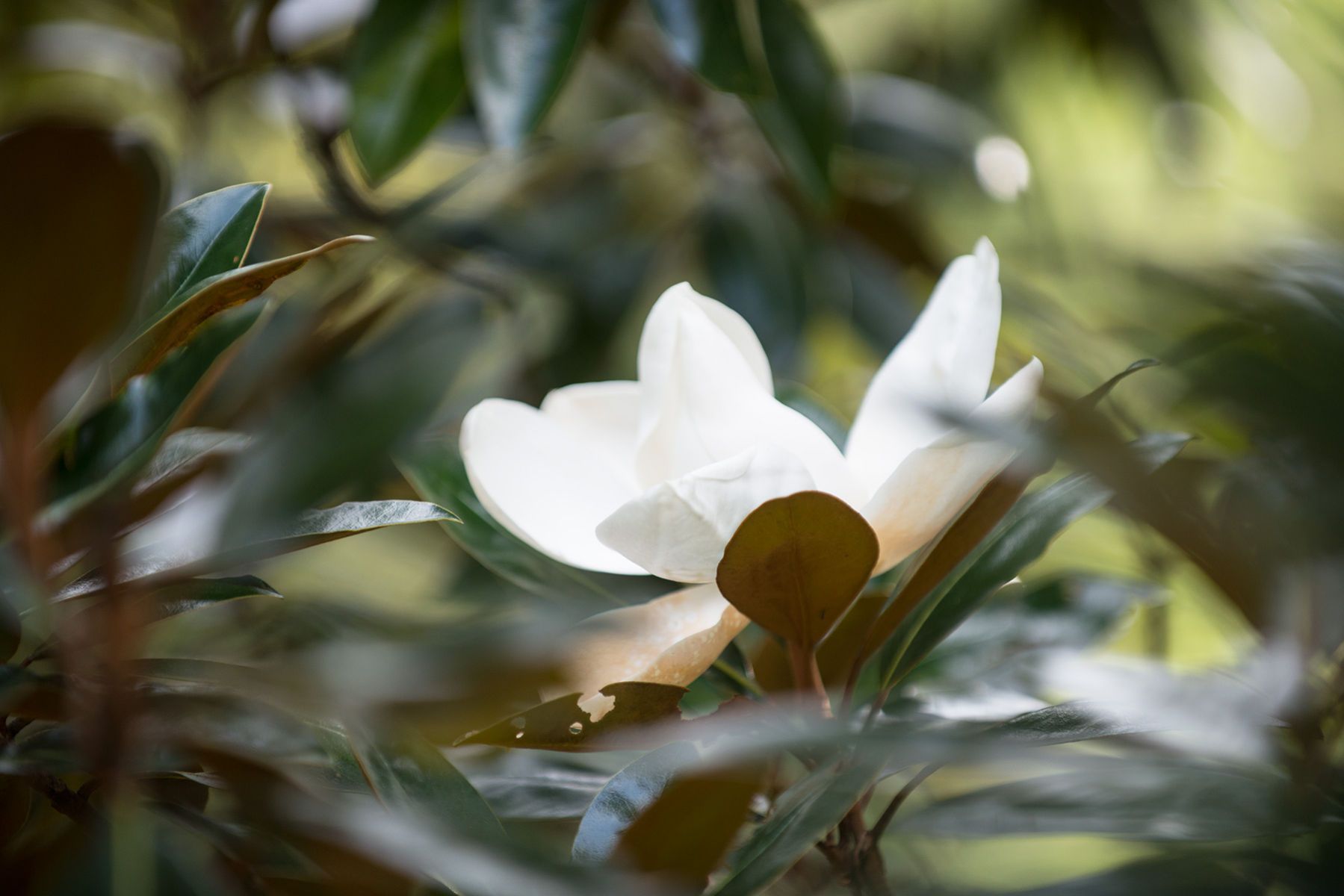 1_scs2362latemagnoliaaaleagrdn