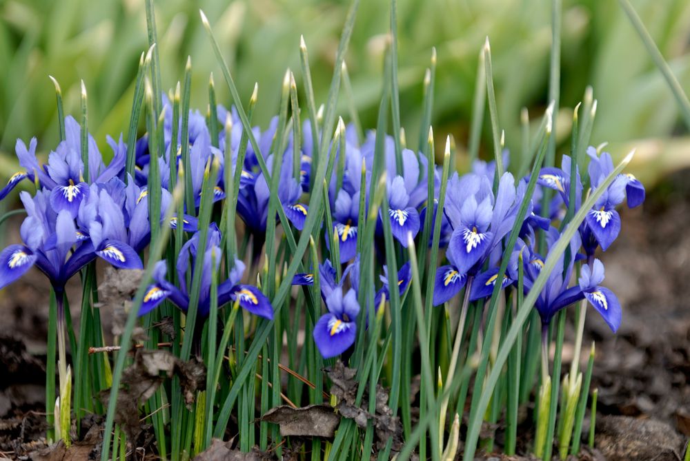 1biltmore_blue_iris