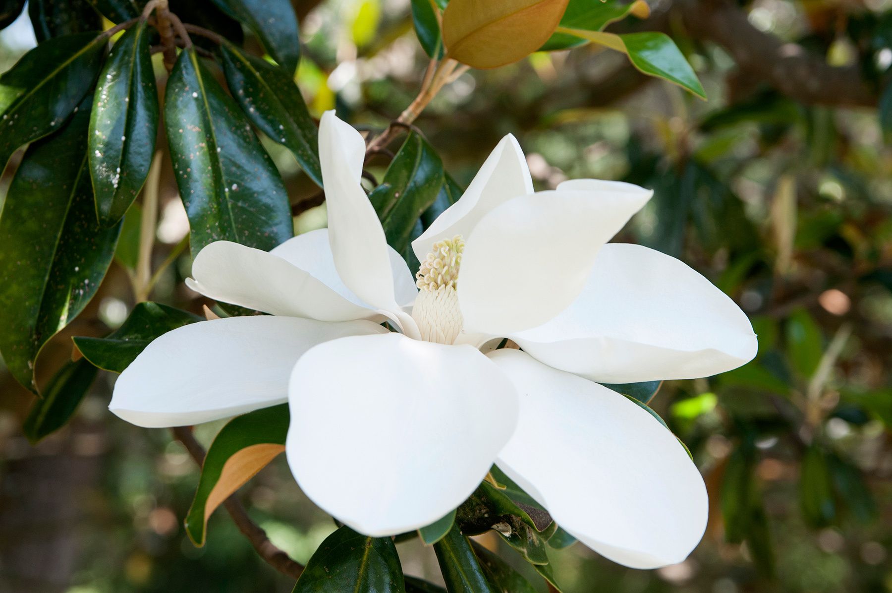 1southern_magnolia