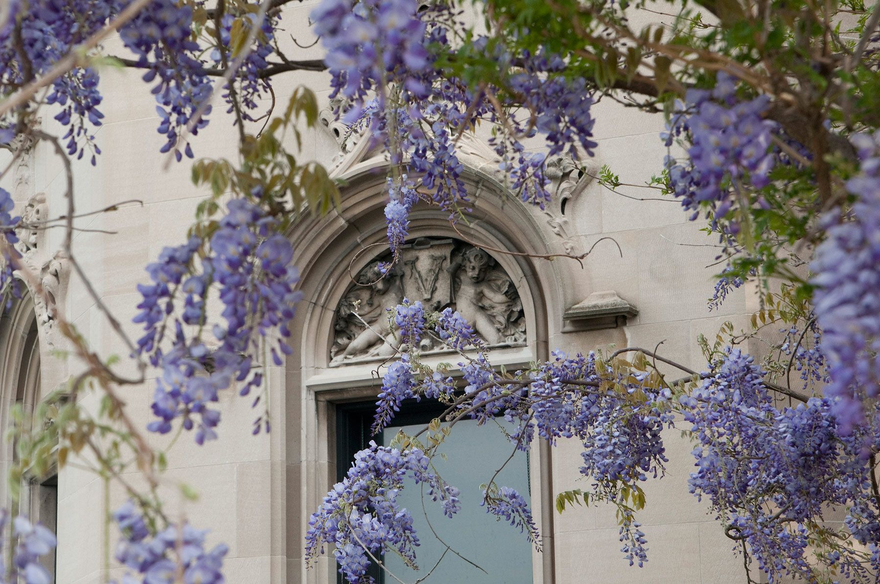 1biltmore_south_terrace_wisteria