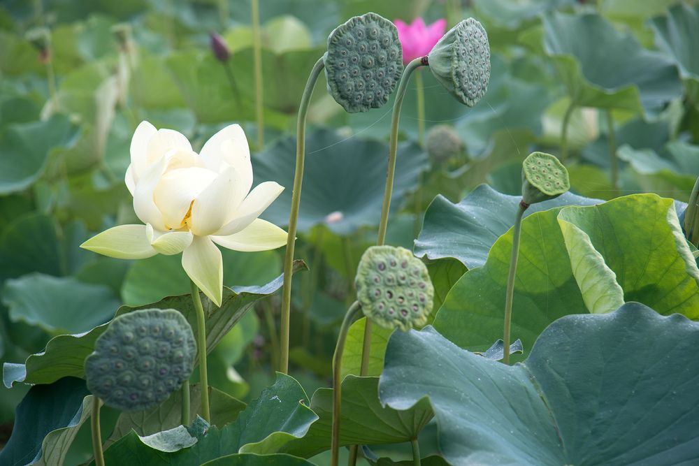 1lotus