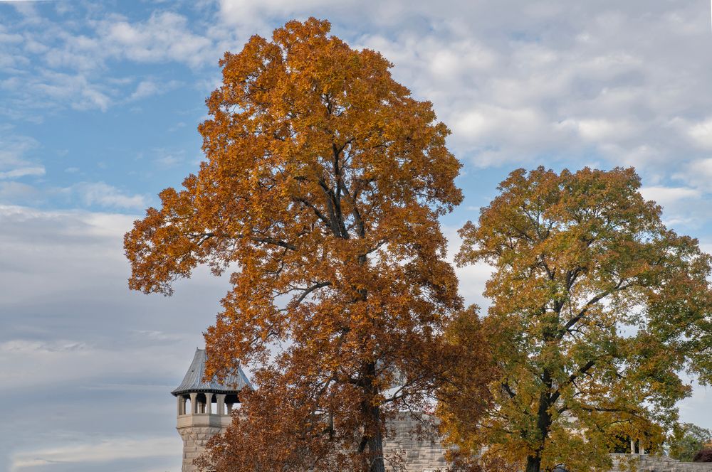 _SCS4594.TeaHouse,Elm(10.25.23).jpg