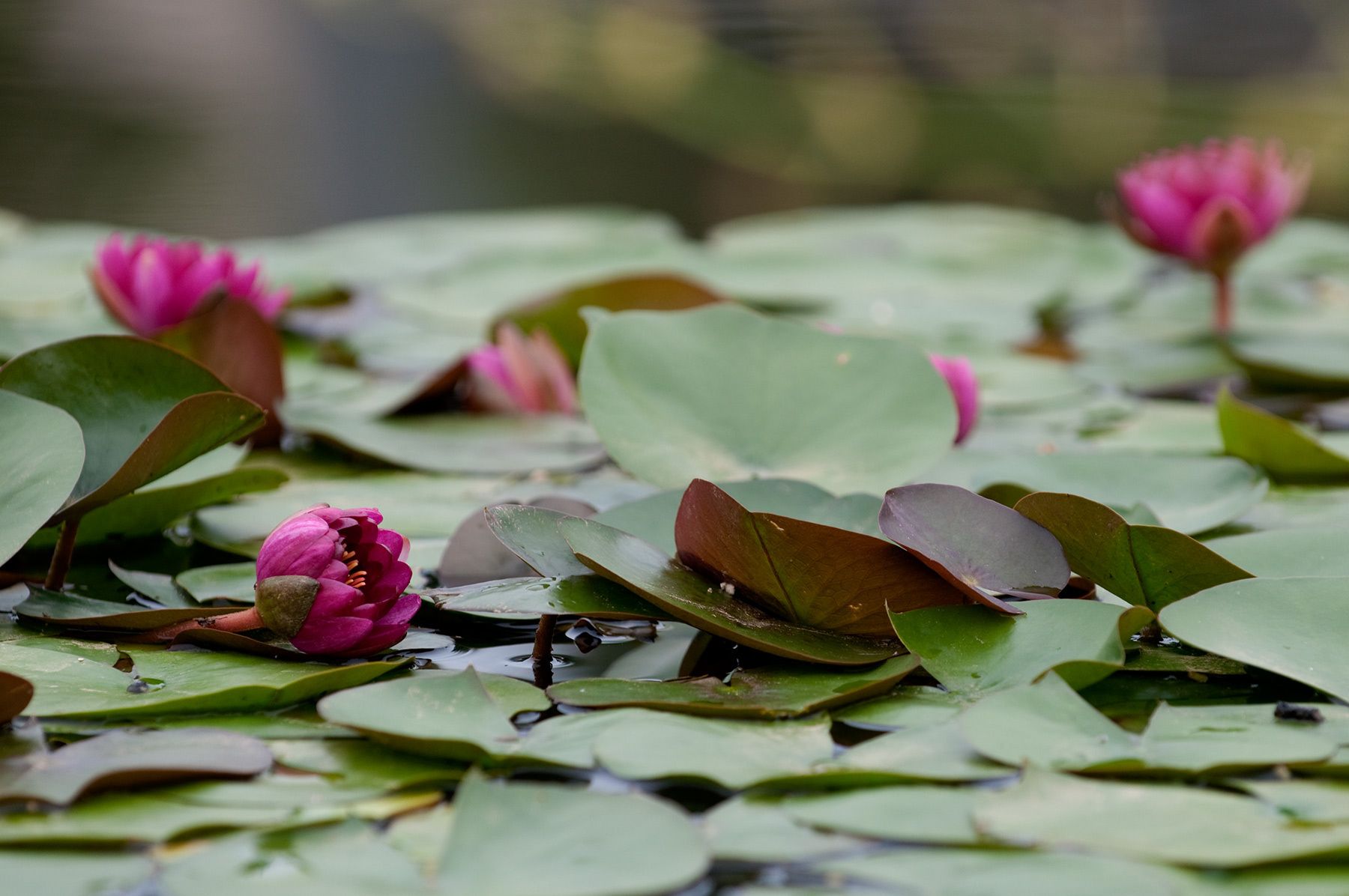 1waterlillies_biltmore_italian_garden