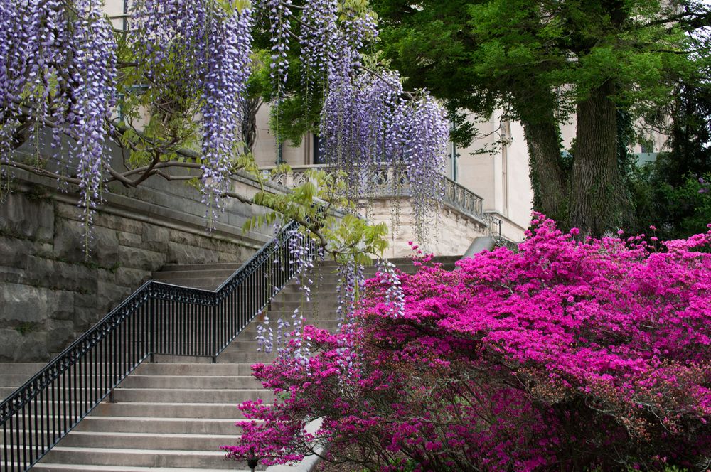 _SCS0370WisteriaAzaleaPergola copy.jpg