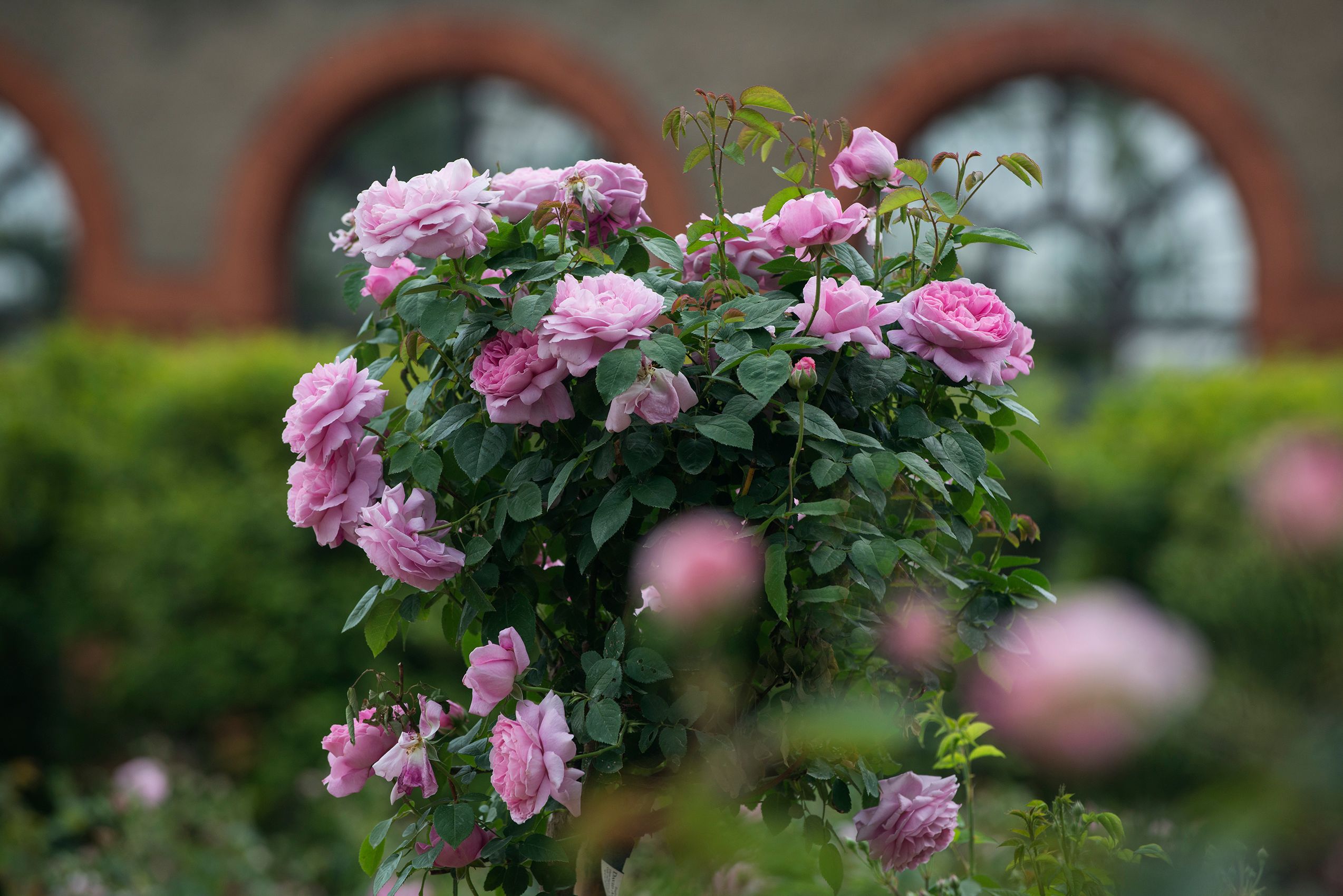 _SCS2591-051115-RoseGrdn-Roses.jpg