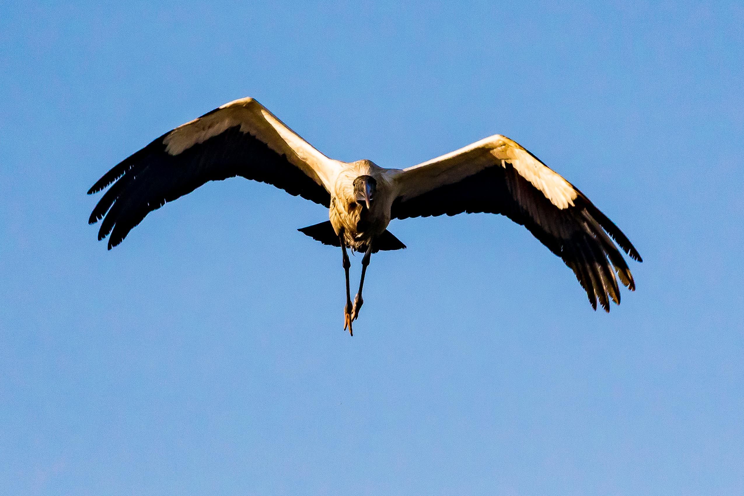 Stork Flying
